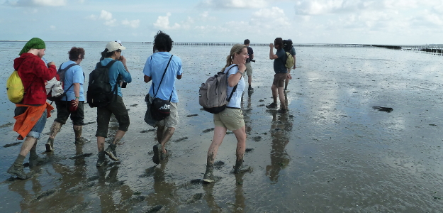 'Wadlopen' ist eine der sportlichsten Unternehmungen in der Umgebung von Leeuwarden.